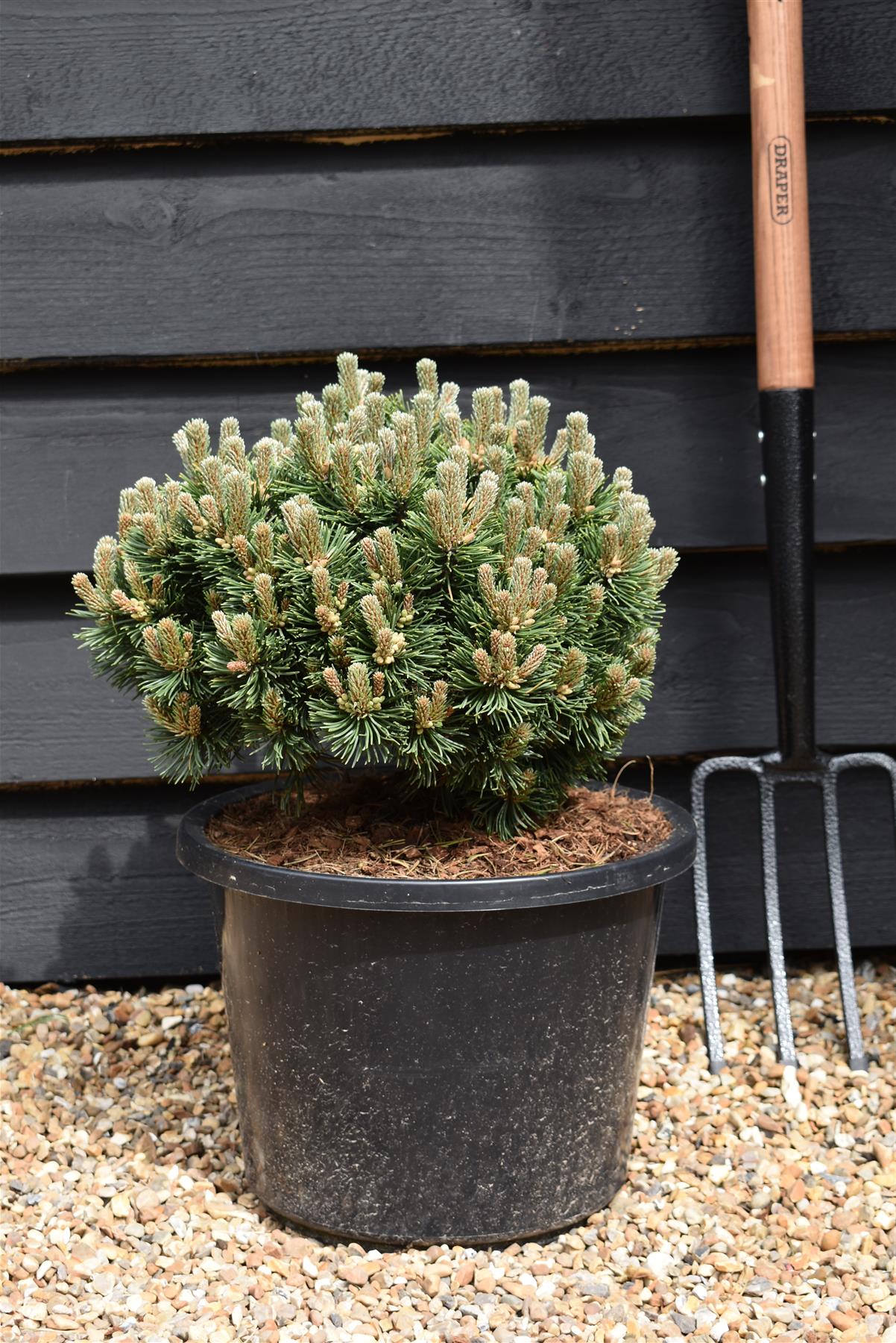 Pinus mugo 'Sherwood Compact' | Dwarf mountain pine - Height 30-40cm - Width 20cm - 10lt