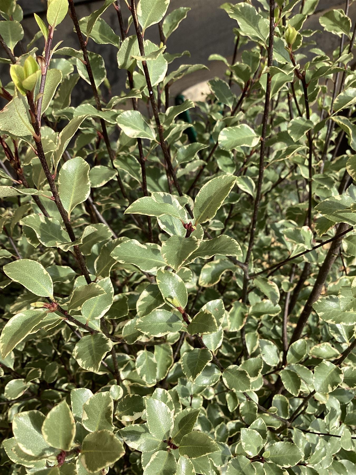 Pittosporum Victoria | Tawhiwhi 'Victoria' - 12lt