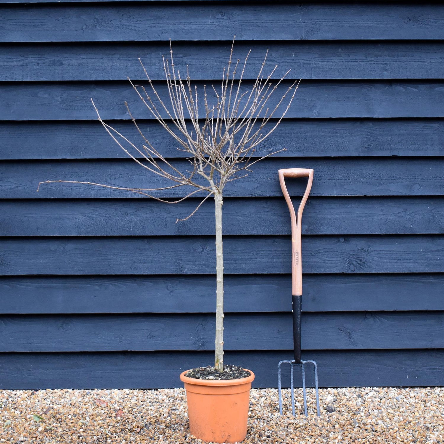 Syringa meyeri 'Palibin' - Stem 60cm - Height 110-120cm - 9lt