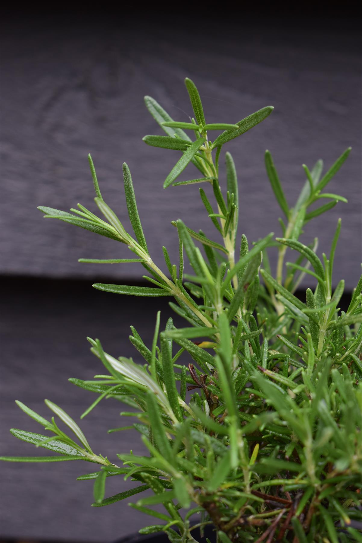 Rosemary | Rosmarinus Officinalis 'Tuscan Blue' - 20-30cm - 5lt