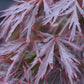 Acer palmatum 'Inaba-shidare' (Japanese maple) - 33lt