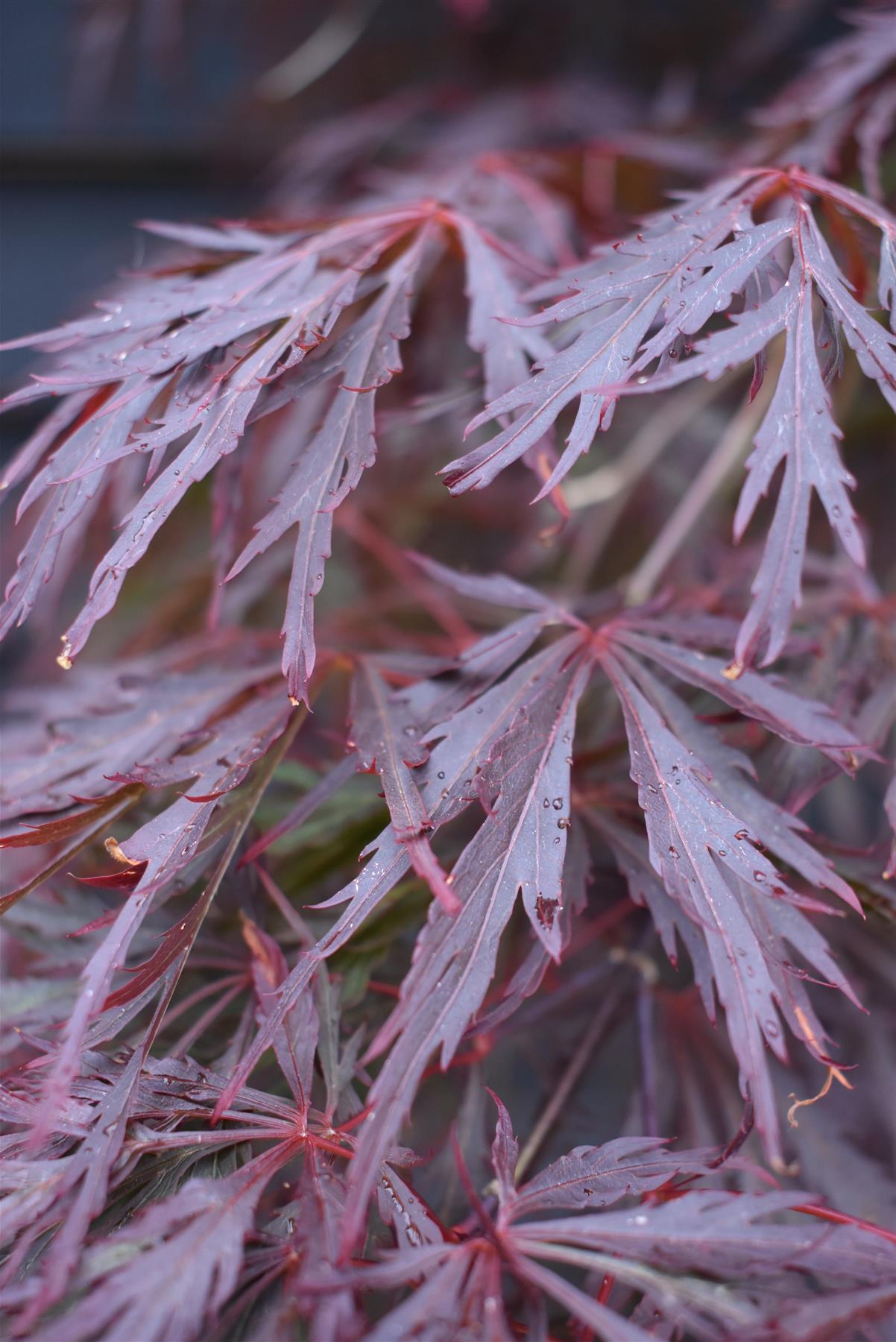 Acer palmatum 'Inaba-shidare' (Japanese maple) - 33lt