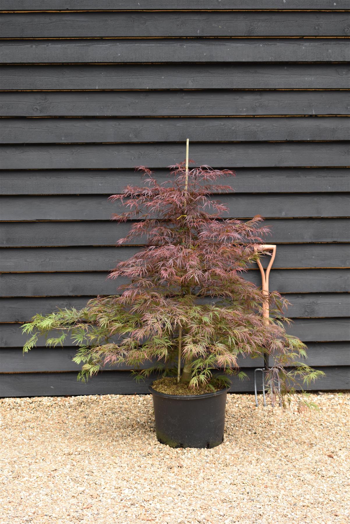 Acer palmatum 'Garnet' | Japanese Maple 'Garnet' - Bushy - Height 120-140cm - 35lt