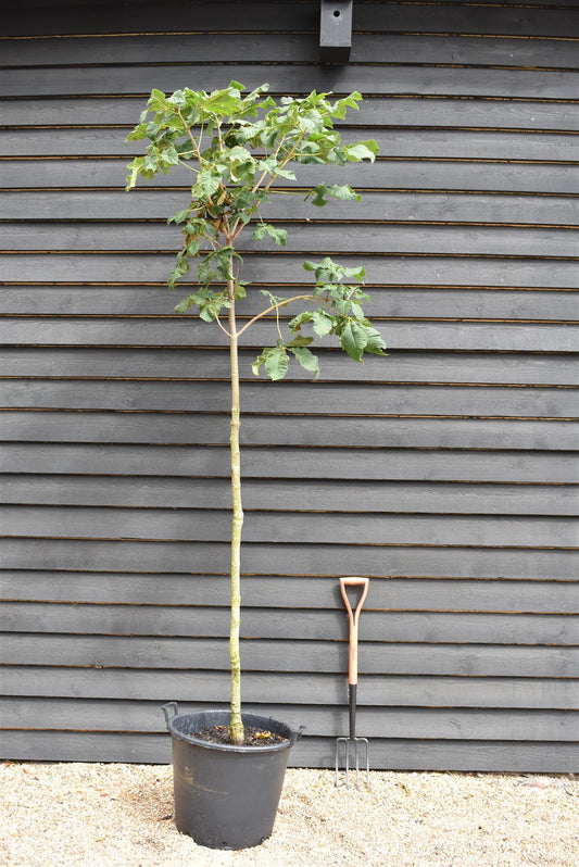 Aesculus carnea 'Briotii' | Red Horse Chestnut - Clear Stem - Standard - Girth 8-10cm - 250-270cm - 70lt