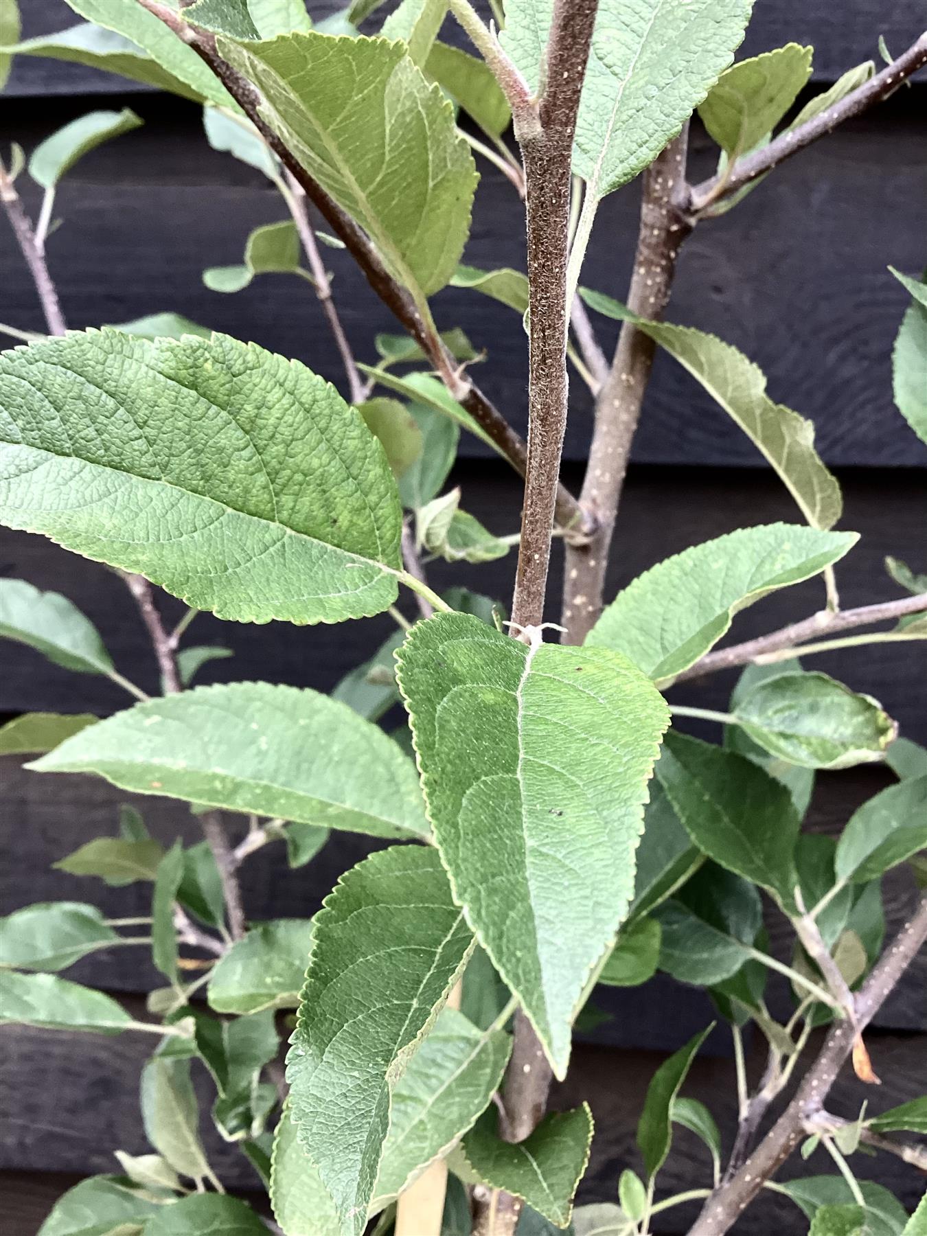 Apple tree 'Laxton's Superb' | Malus domestica - TM26 - Dwarfing - 140-150cm - 10lt