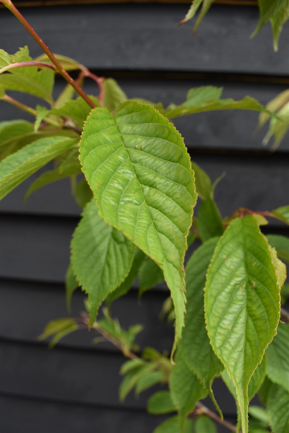 Prunus 'Kiku-shidare-zakura' Sakura | Japanese Weeping - 180-200cm - 10lt