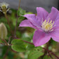 Clematis Boulevard  'Pompeii' - 40-50cm - 3lt