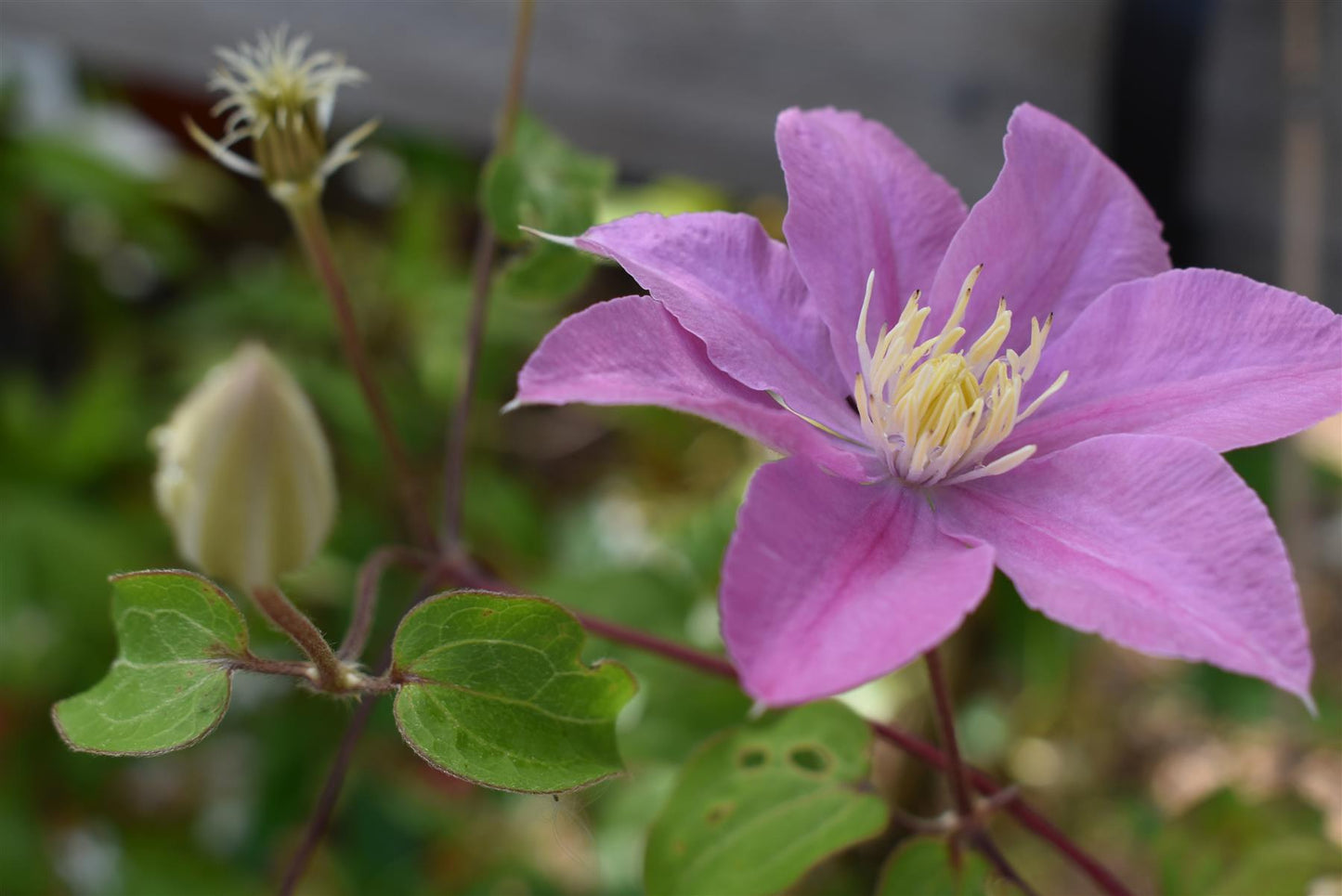 Clematis Boulevard  'Pompeii' - 40-50cm - 3lt