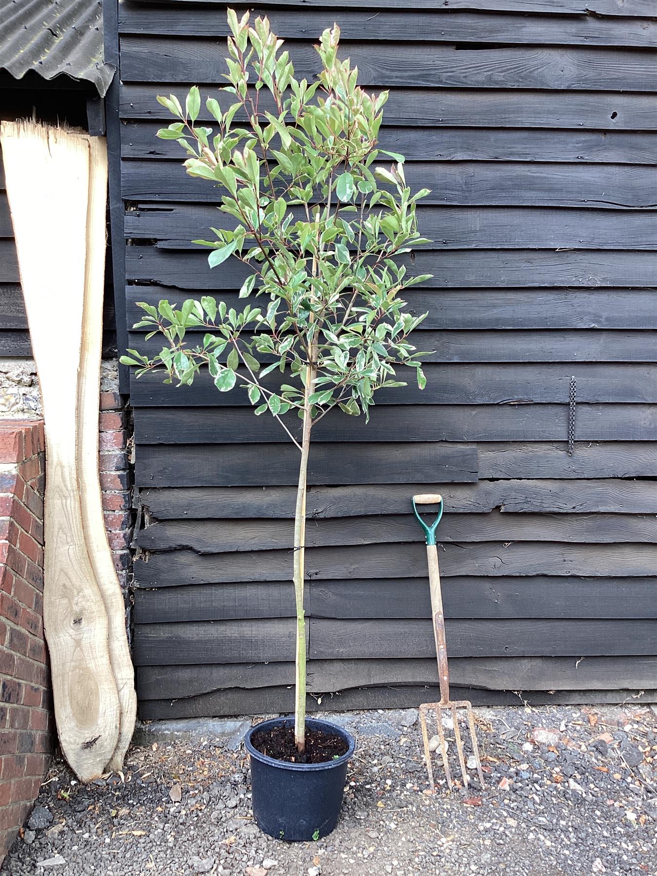 Photinia Louise | Christmas berry 'Louise' 1/2 std Clear Stem - Height - 170-190cm, 20lt