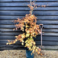 Fagus Sylvatica Purpurea | Copper Beech - 160-190cm - 12lt