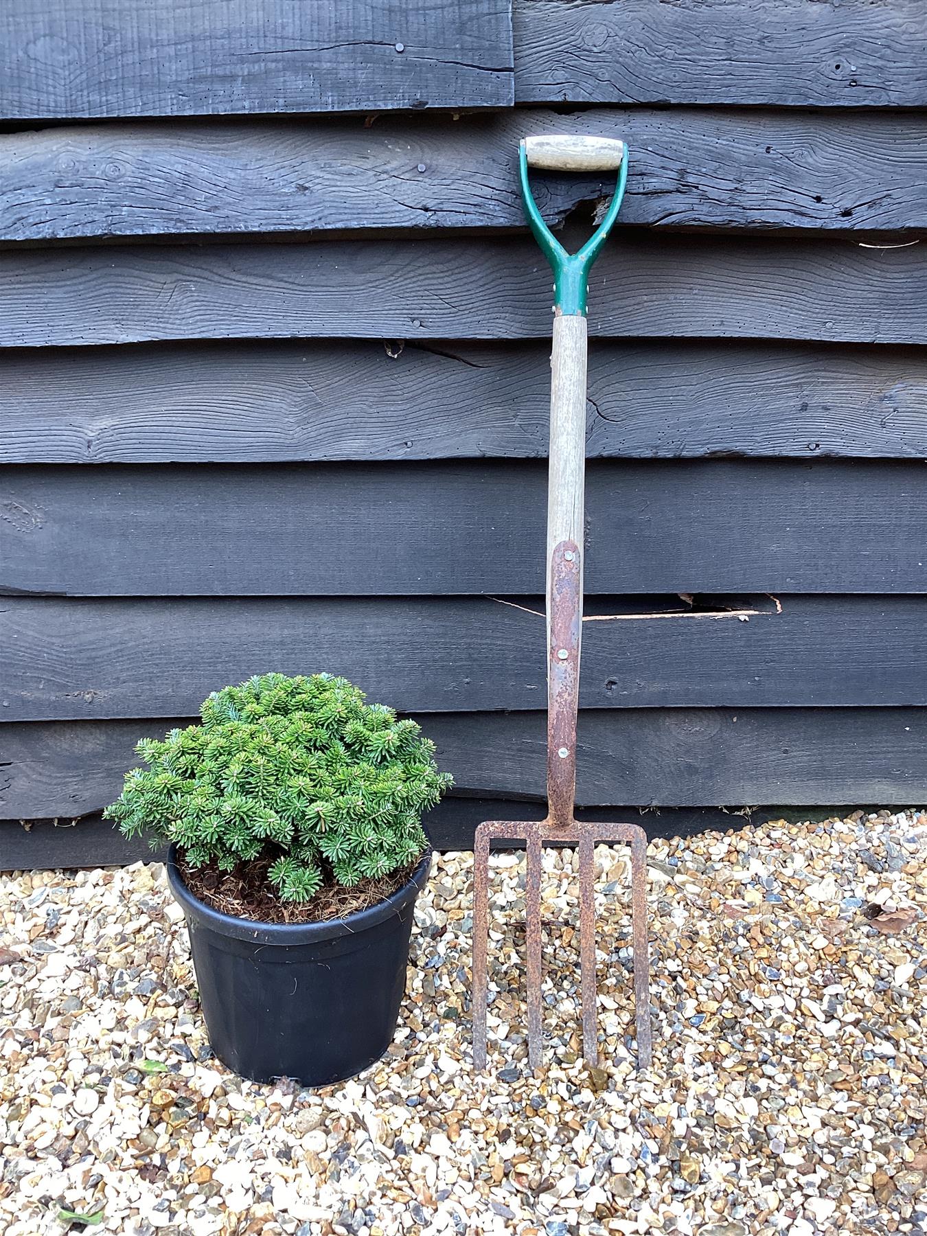 Abies koreana 'Brilliant' | Korean fir 'Brilliant' - Height 50cm - Width 25-30cm - 11lt