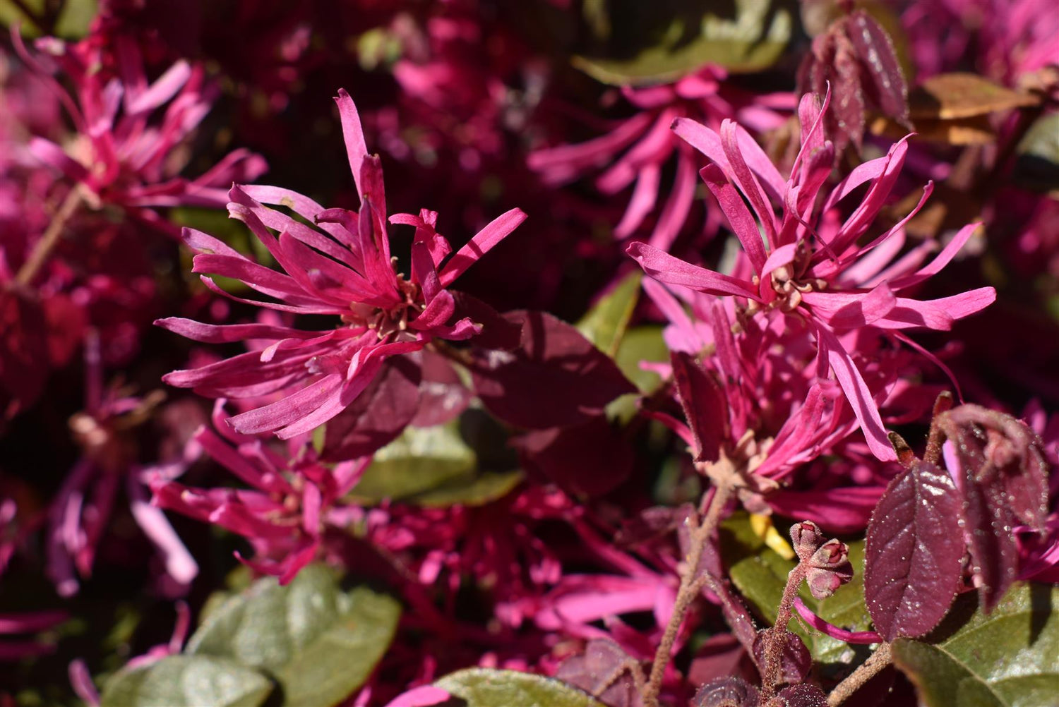 Loropetalum chinense Black Pearl | Chinese Fringe Flower - Clear Stem 100cm - Half Standard - Height 120-130cm - 15lt