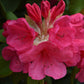 Azalea | Rhododendron hybrid - Very Large Shrub - 250cm - 130lt