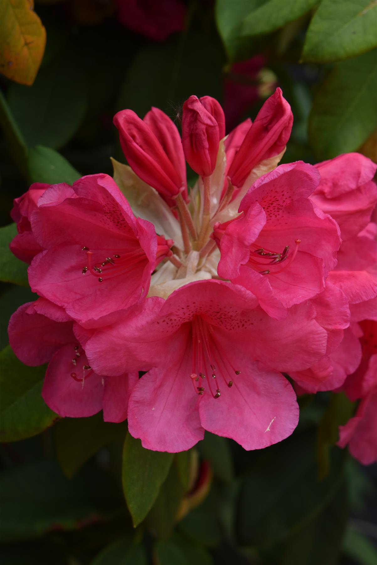 Azalea | Rhododendron hybrid - Very Large Shrub - 250cm - 130lt