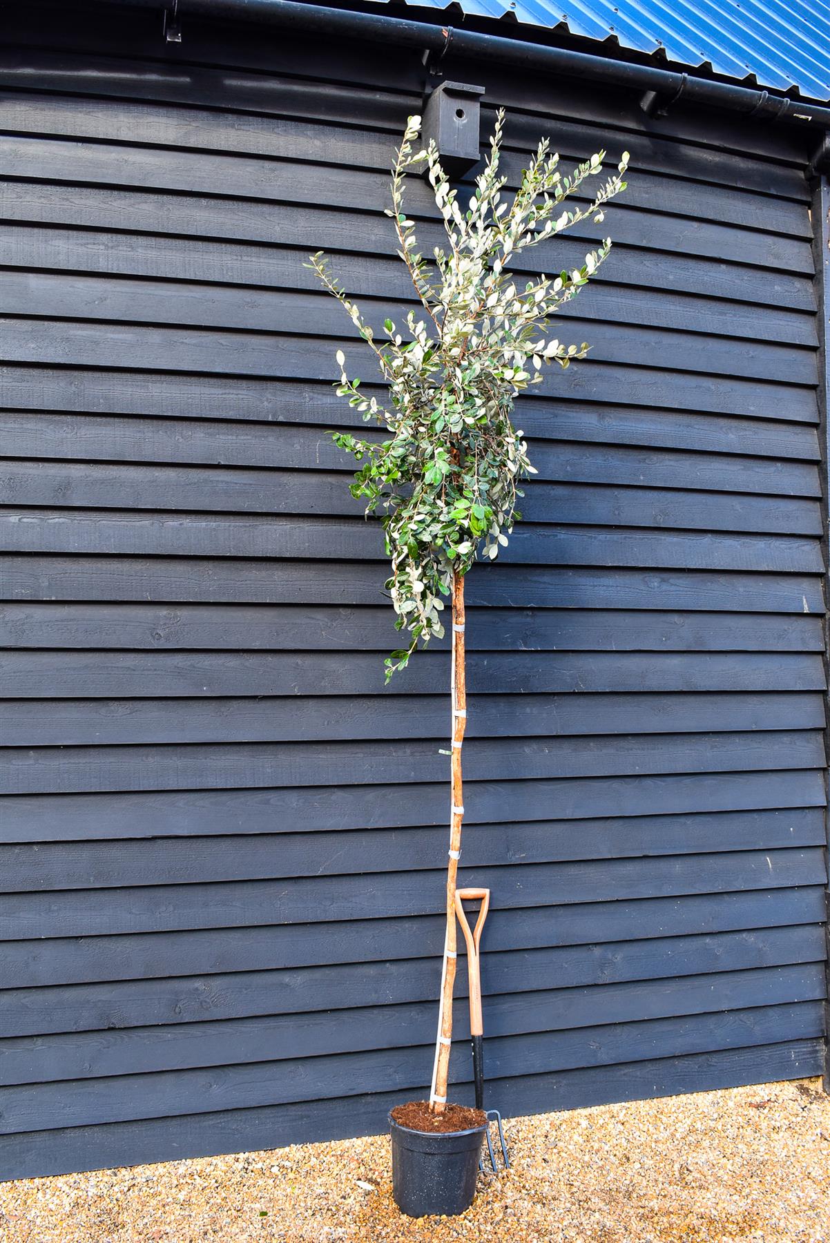 Feijoa (acca) sellowiana | Pineapple guava - Standard - Clear Stem 180cm - Height 300-330cm - Girth 12-14cm - 40lt