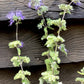 Caryopteris x clandonensis 'Summer Sorbet' | Summer Sorbet 10-20cm - 3lt