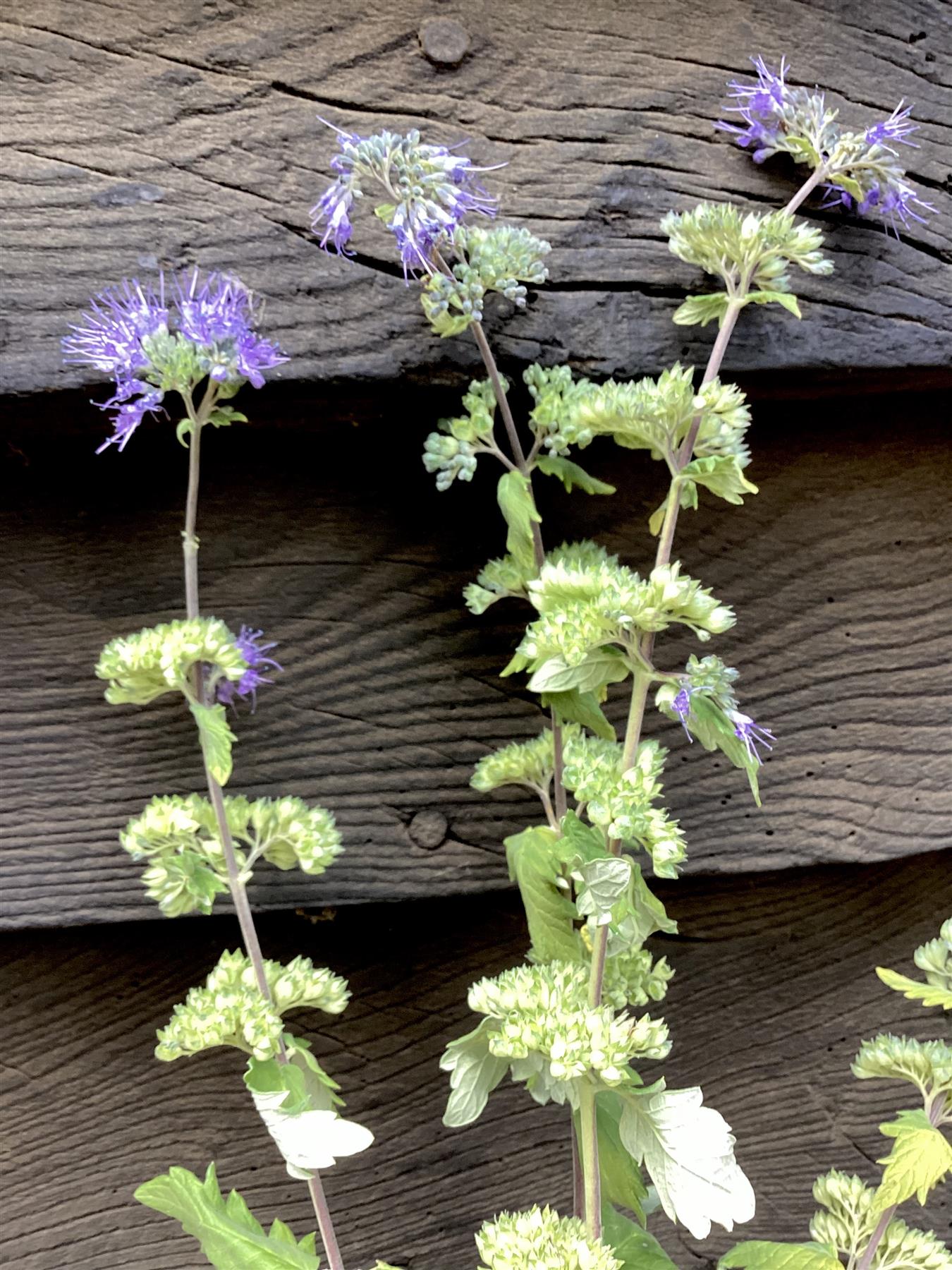 Caryopteris x clandonensis 'Summer Sorbet' | Summer Sorbet 10-20cm - 3lt