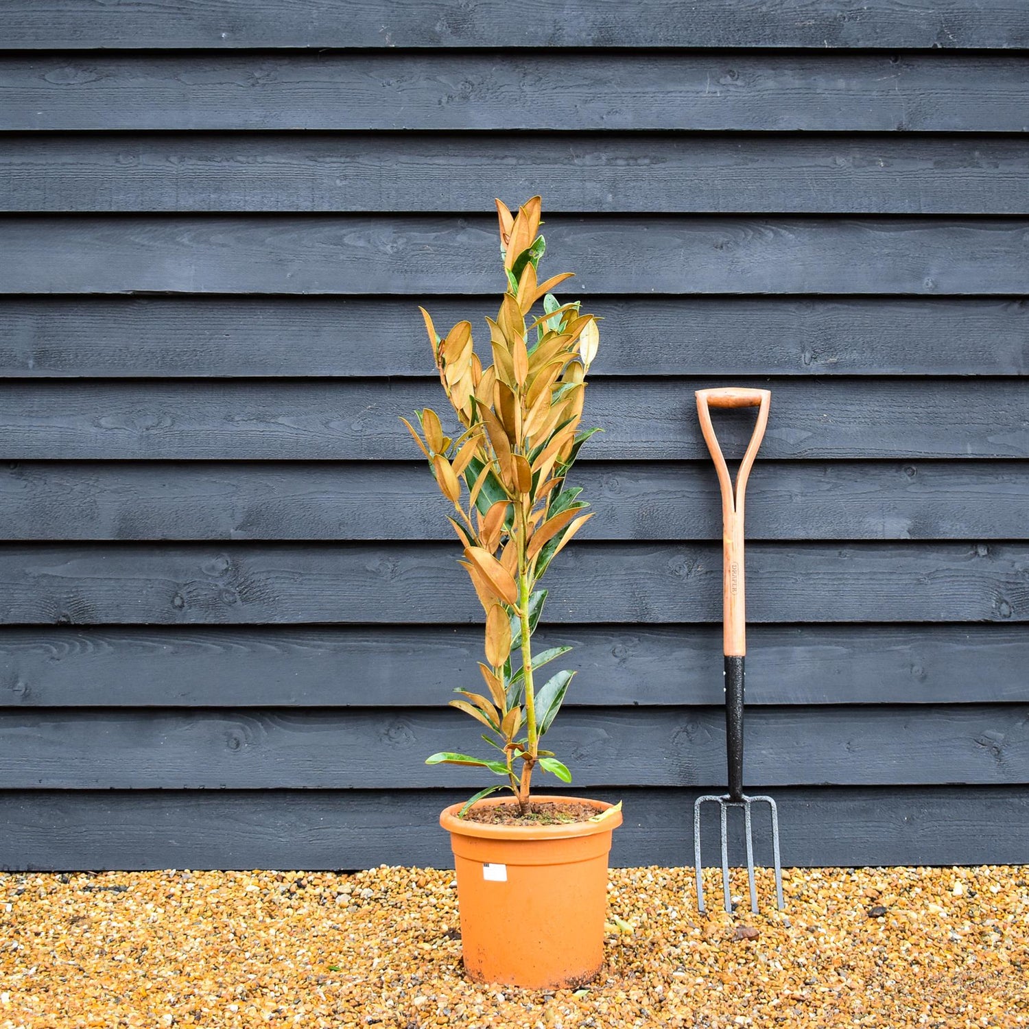 Magnolia Grandiflora 'Alta' | Southern Magnolia - Shrub - Height 90-110cm - 10lt