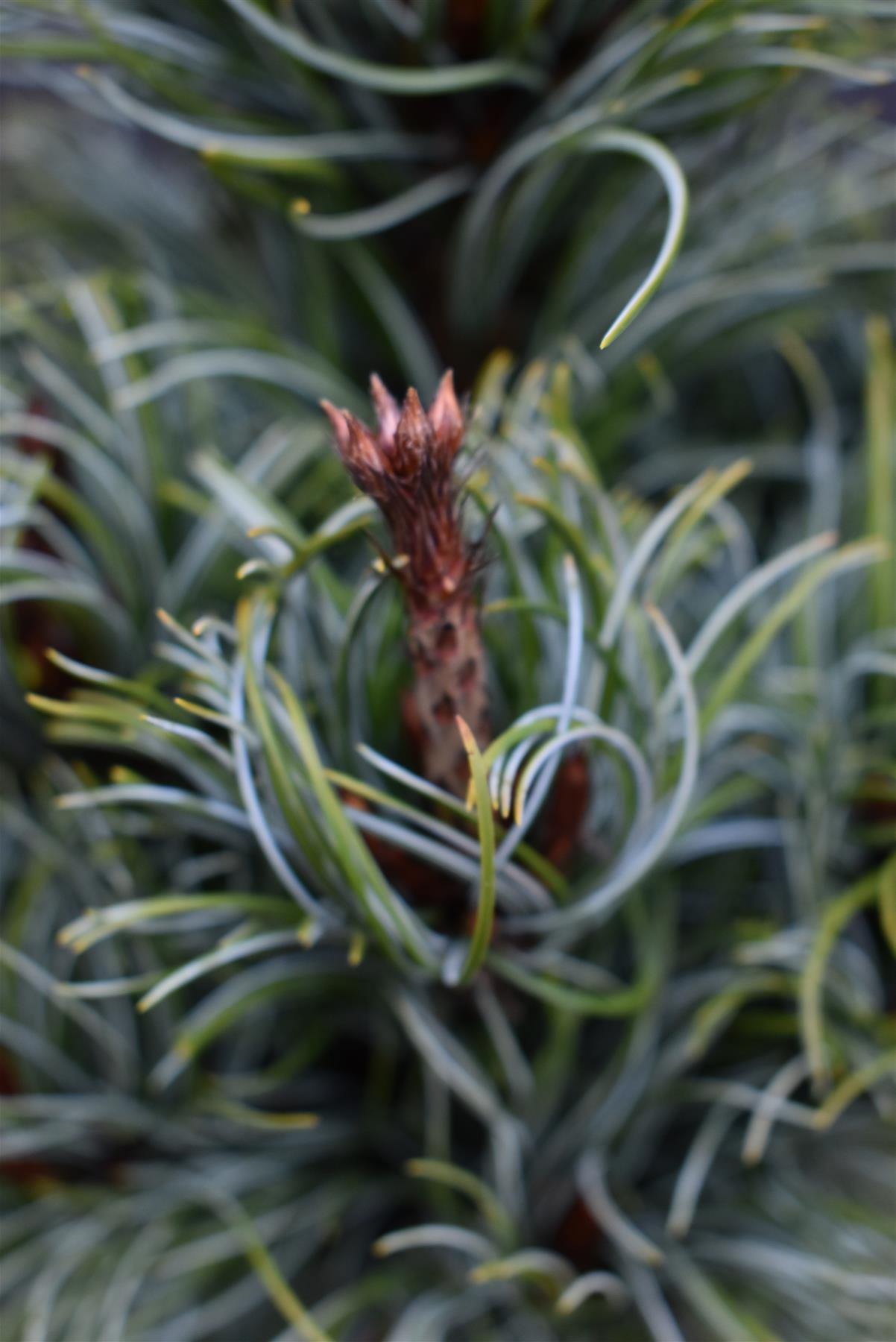 Pinus parviflora 'Bonnie Bergman' | Japanese white pine - Height 80-90cm - 18lt