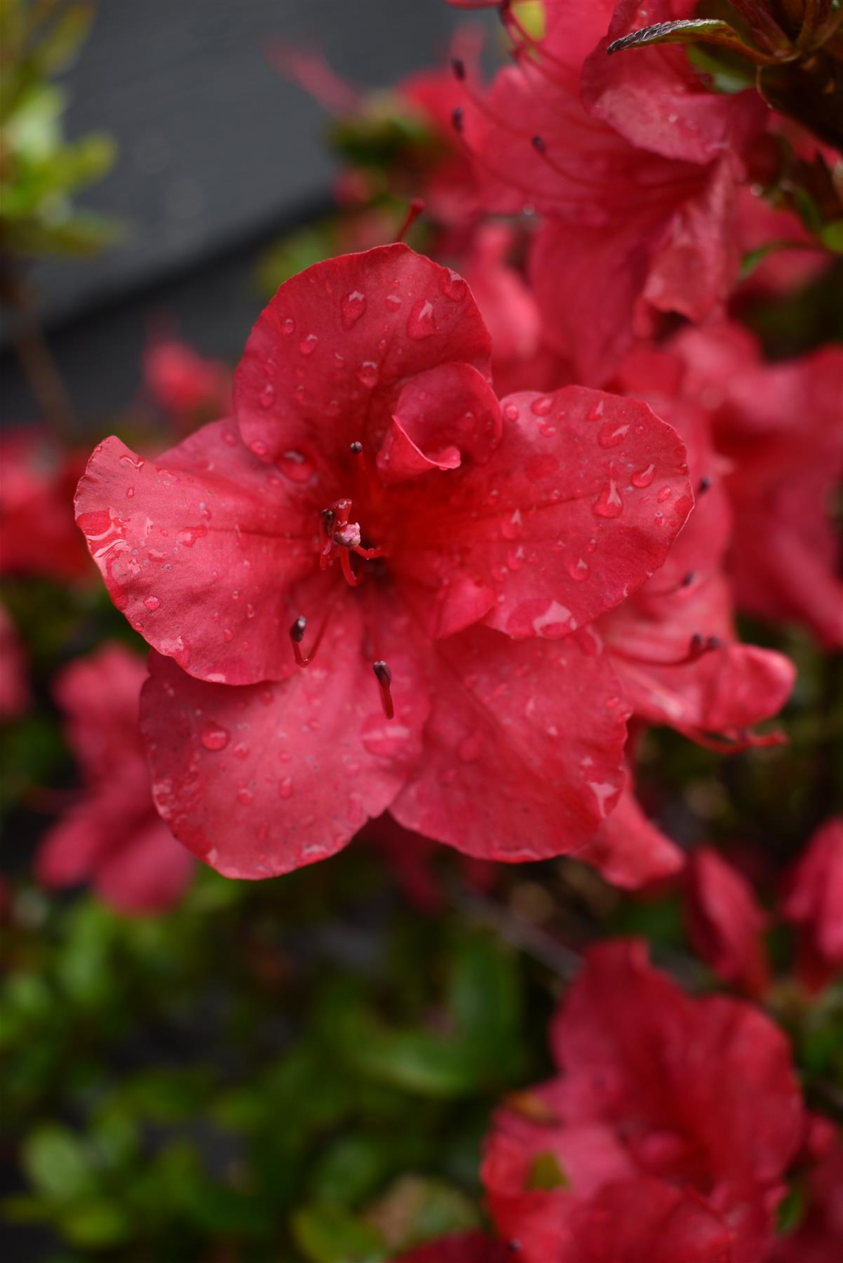 Azalea Japonica Johanna| Rhododendron Johanna - 50-60cm, 7lt