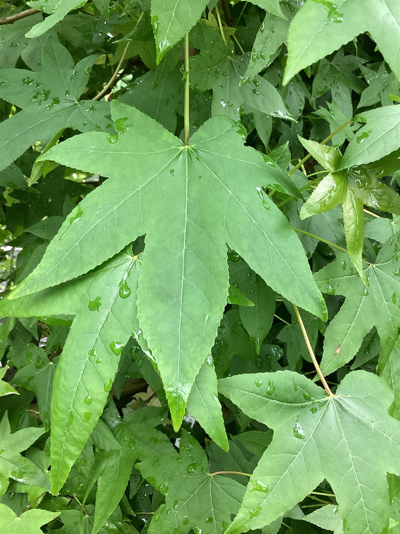 Liquidambar styraciflua | Sweet Gum Tree - 440-450cm, 90lt