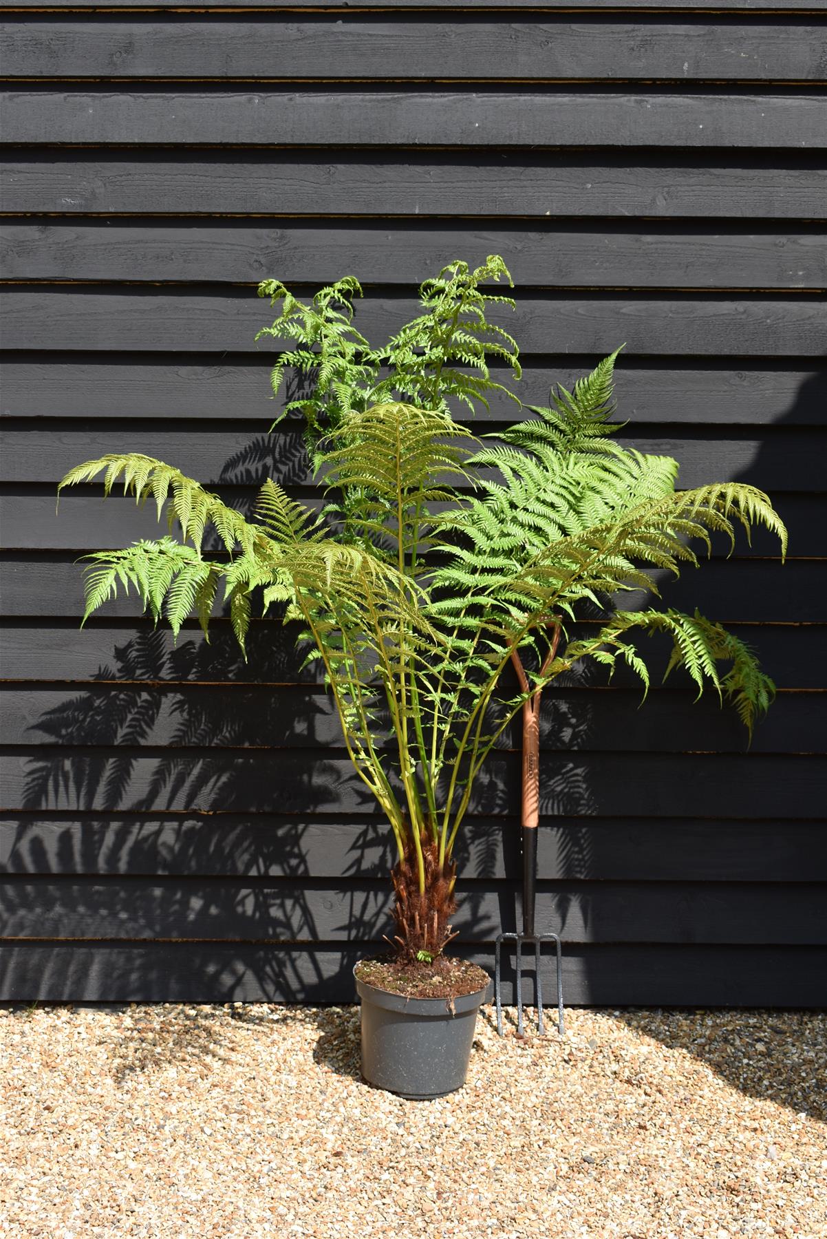 Dicksonia antarctica | Australian tree fern - 140-160cm - 30lt