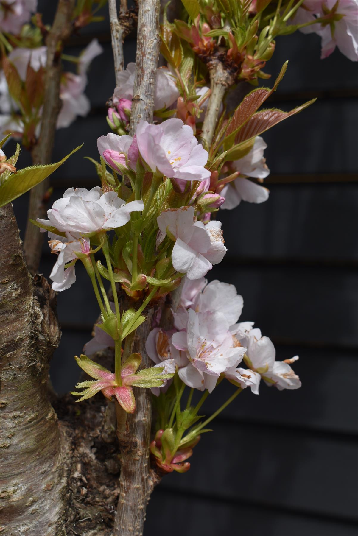 Prunus amanogawa |Flagpole Cherry -  Girth 26cm - Height 400cm - 180lt