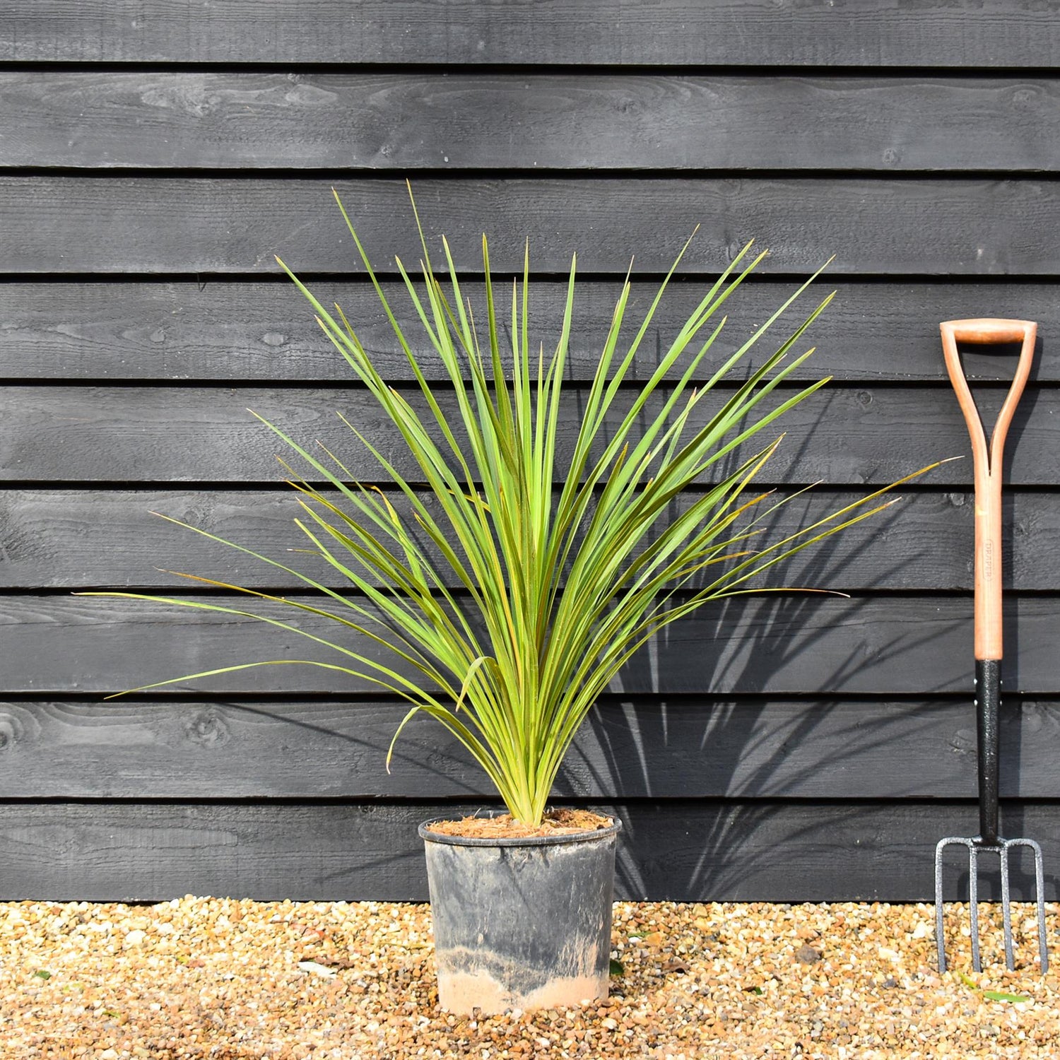 Cordyline indivisa | Mountain Cabbage Tree - 90-110cm, 20lt