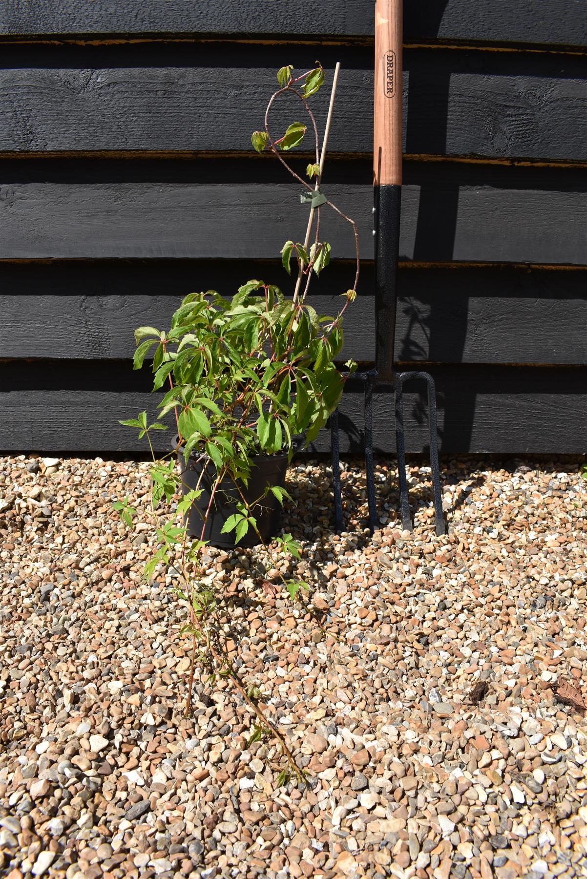 Parthenocissus quinquefolia | American Ivy | Virginia Creeper- Height 90-100cm - 5lt