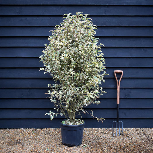 Ligustrum lucidum Variegatum | Variegated Privet - Bushy shrub - Height 140-150cm - 25lt