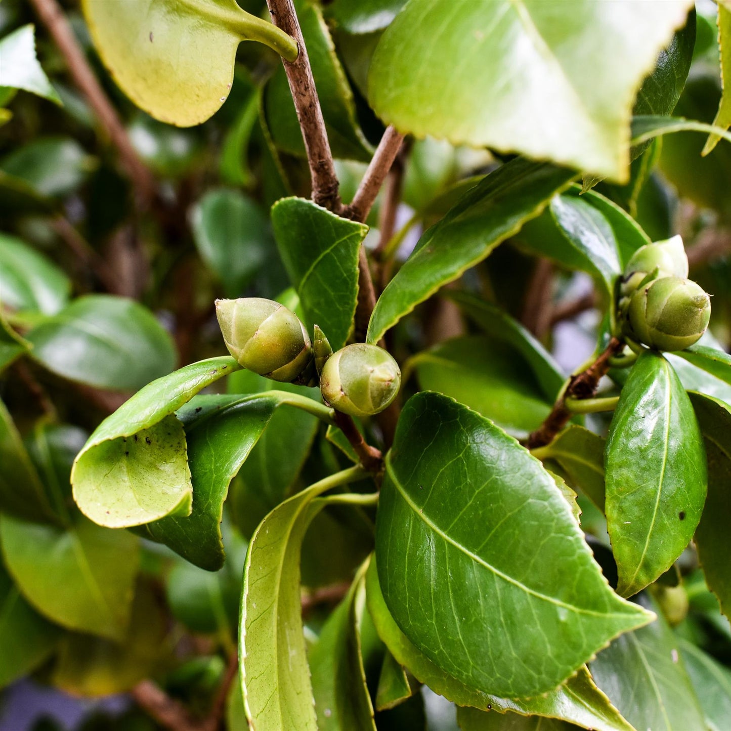 Camellia Japonica  |  Japanese Camellia (Pink) - Multistem - Height 300-400cm -150-180lt