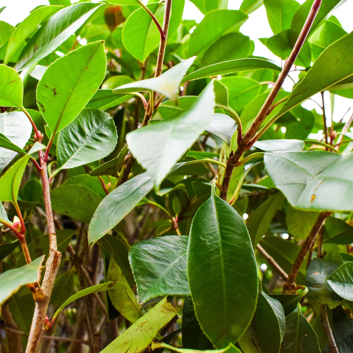 Photinia Red Robin | Christmas berry 'Red Robin' - Standard - Standard - Cone - Girth 16-18cm - Height 330-350cm - 90lt