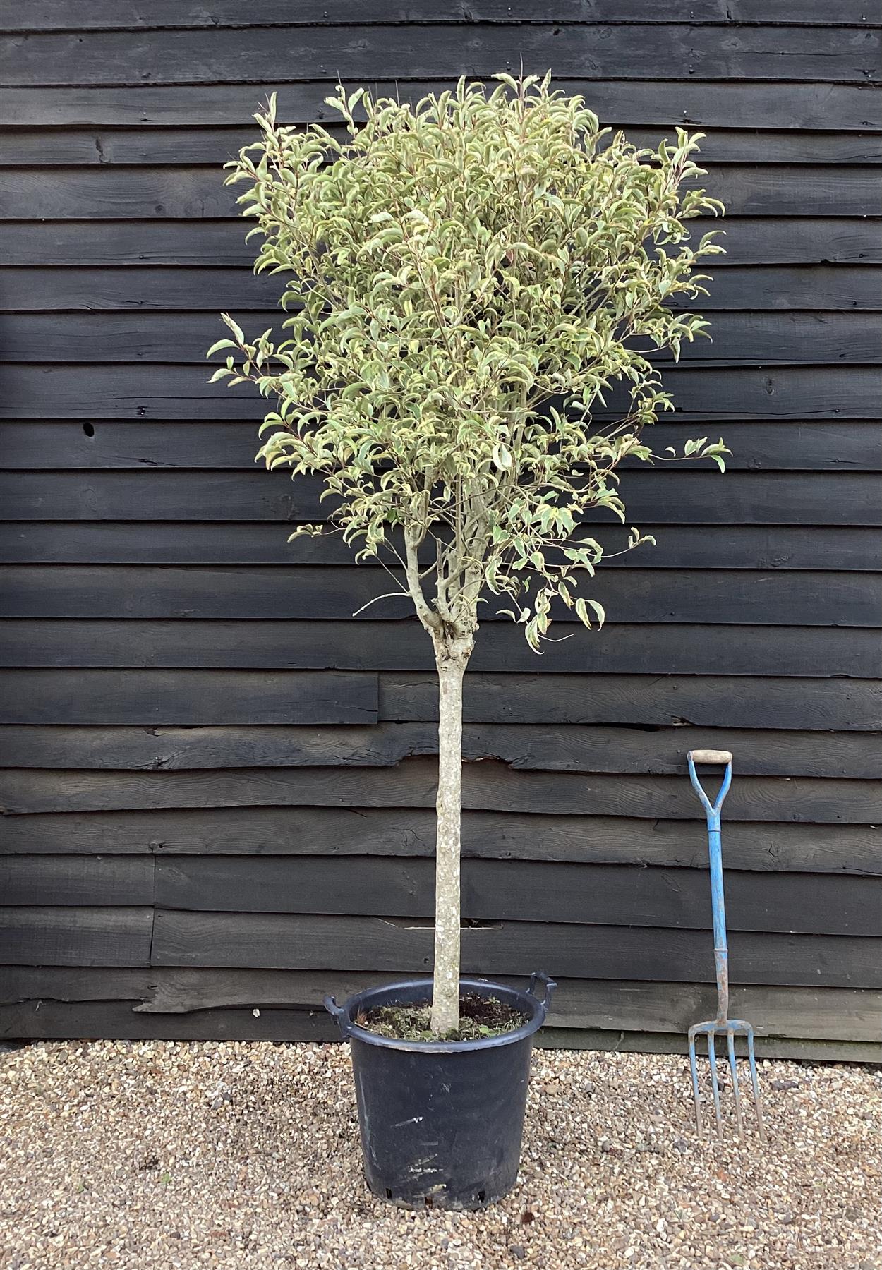 Ligustrum excelsum Superbum | Chinese privet 'Excelsum Superbum' 1/2 Std Clear Stem - 200-250cm, 50lt