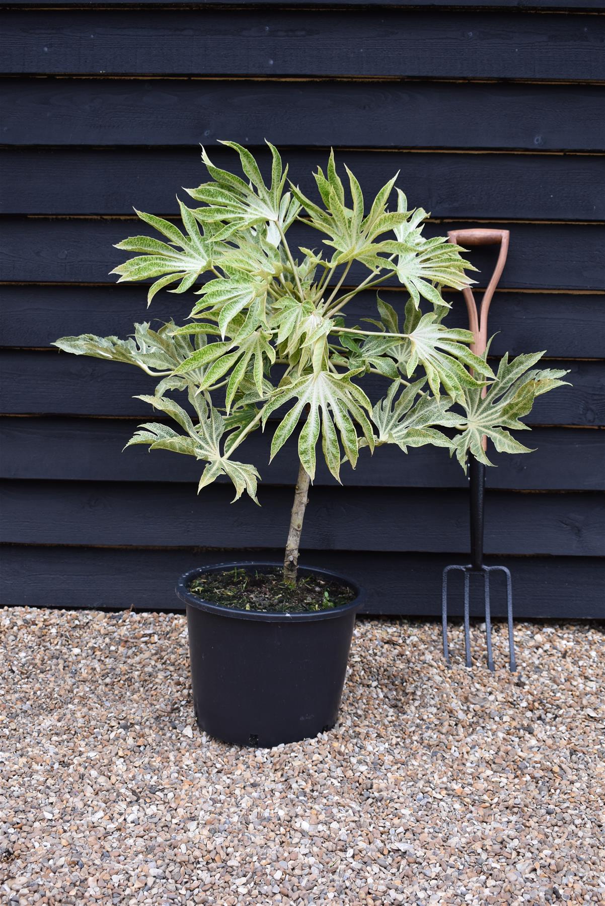 Fatsia japonica 'Spider's Web' - 40-50cm, 20lt