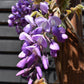 Wisteria 'Iko yama Fuli' - Blue - Umbrella - Roof Espalier 120-120cm - Height 200cm - 55lt