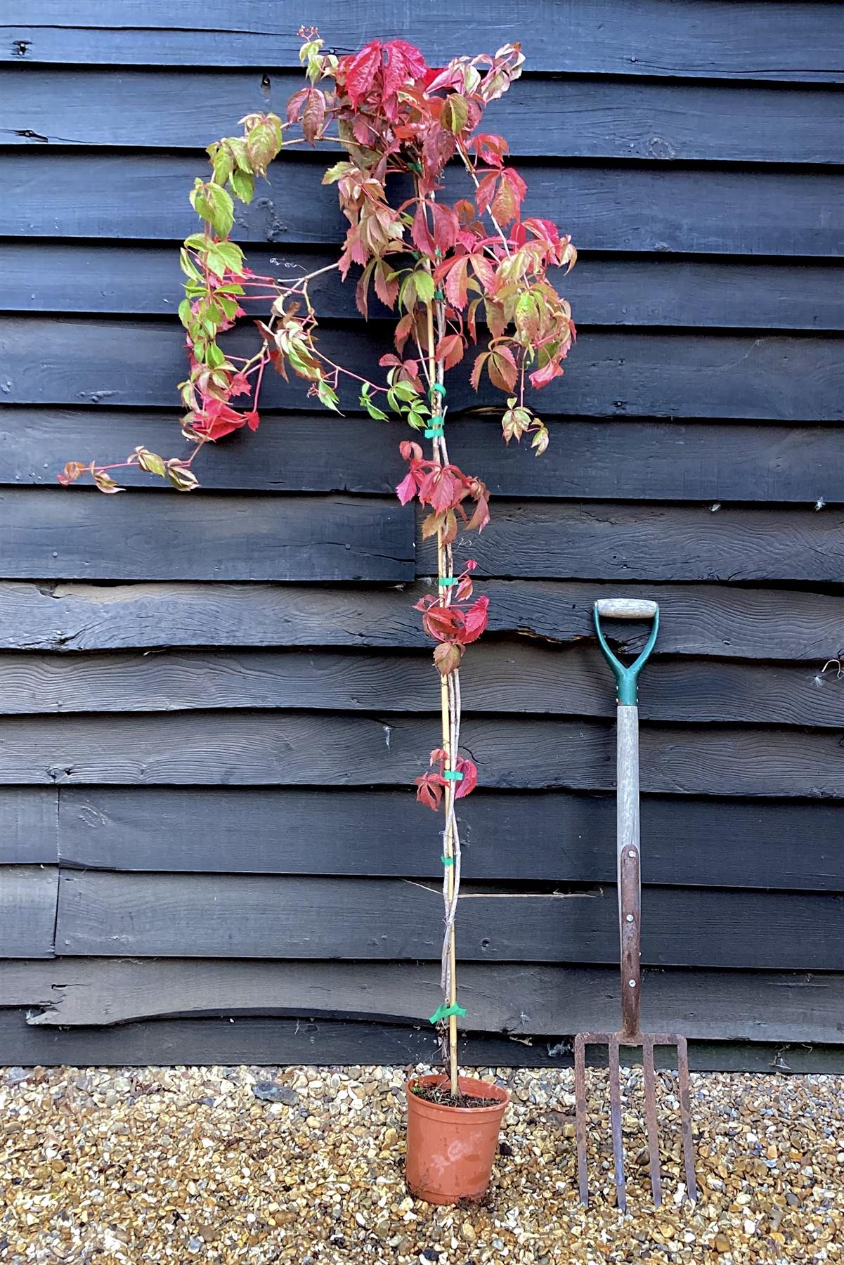 Parthenocissus quinquefolia | American Ivy | Virginia Creeper- 150cm- 3lt