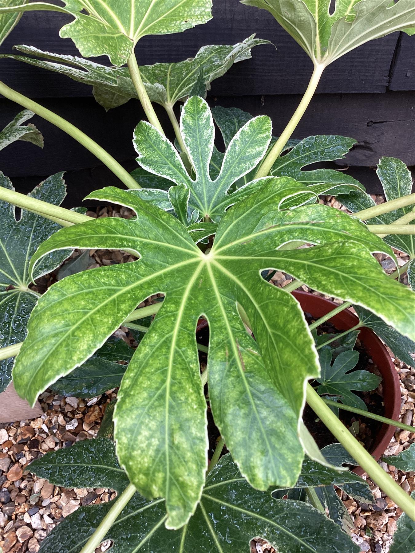 Fatsia japonica 'Spider's Web' - 35-40cm, 7lt