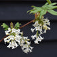 Syringa vulgaris 'Andenken an Ludwig Spath' - 150-200cm, 20lt