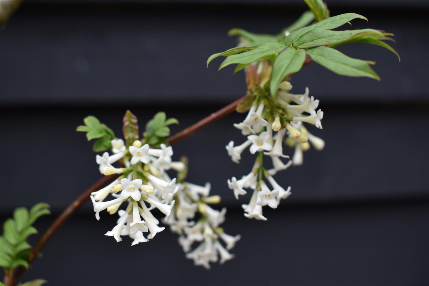 Syringa vulgaris 'Andenken an Ludwig Spath' - 150-200cm, 20lt