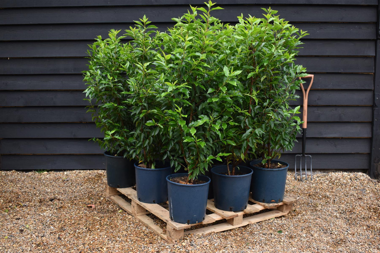 Prunus lusitanica 'Angustifolia' - 10lt