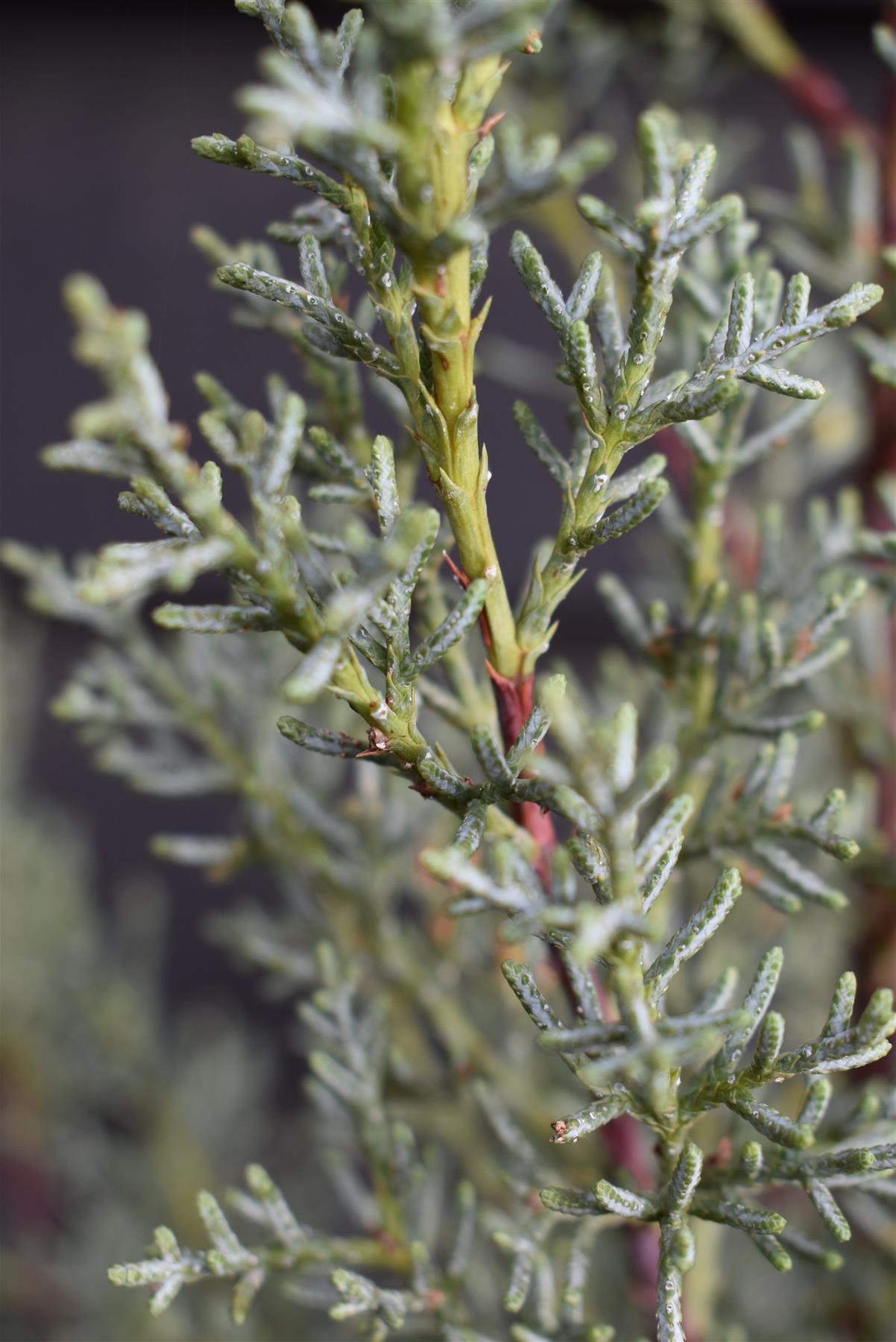 Cupressus arizonica var. glabra 'Glauca' | Arizona cypress 'Glauca' - Height 110-130cm - 20lt