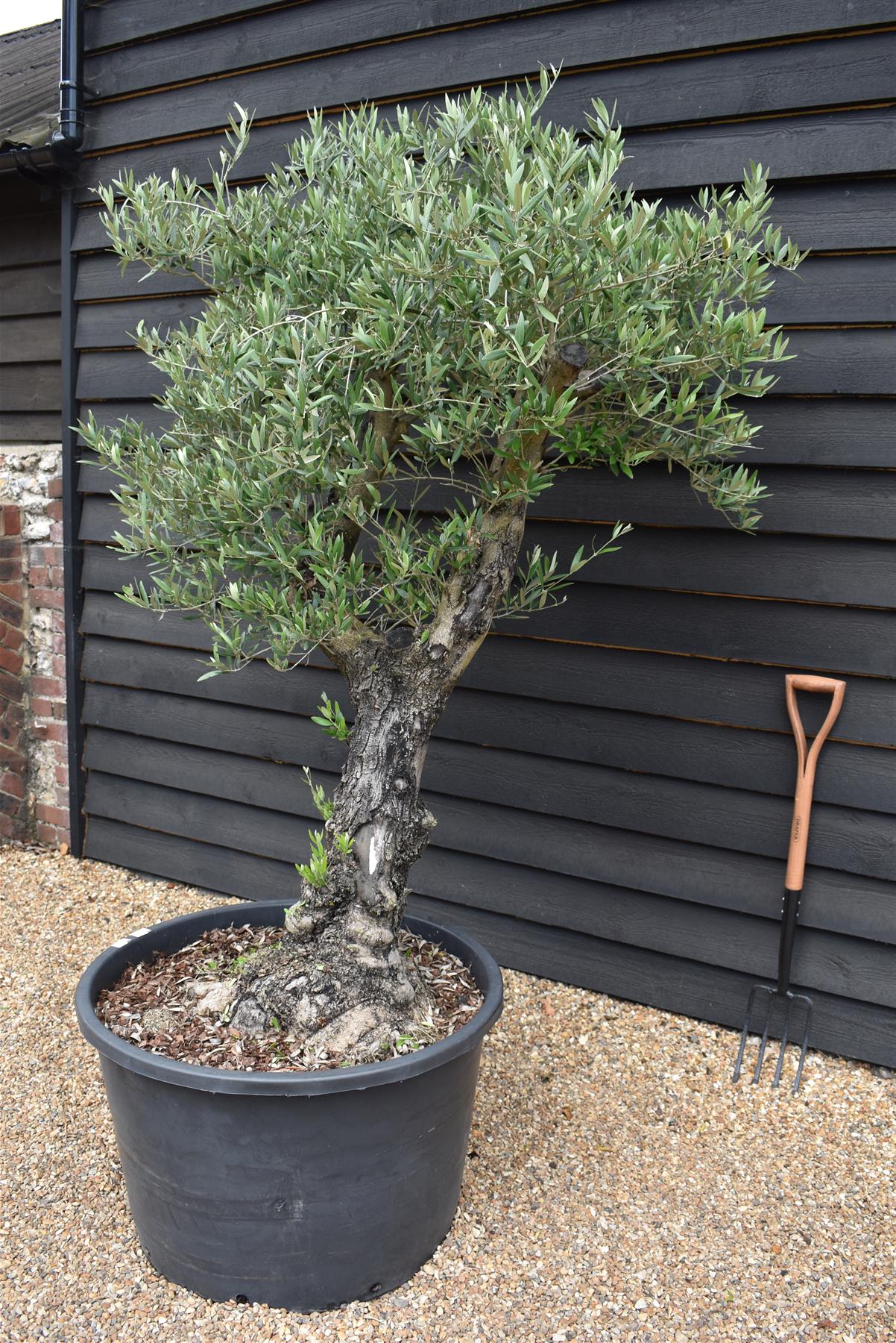 Olive Tree | Olea Europea 1/2 Std Girth 54cm - 255-265cm, 160lt