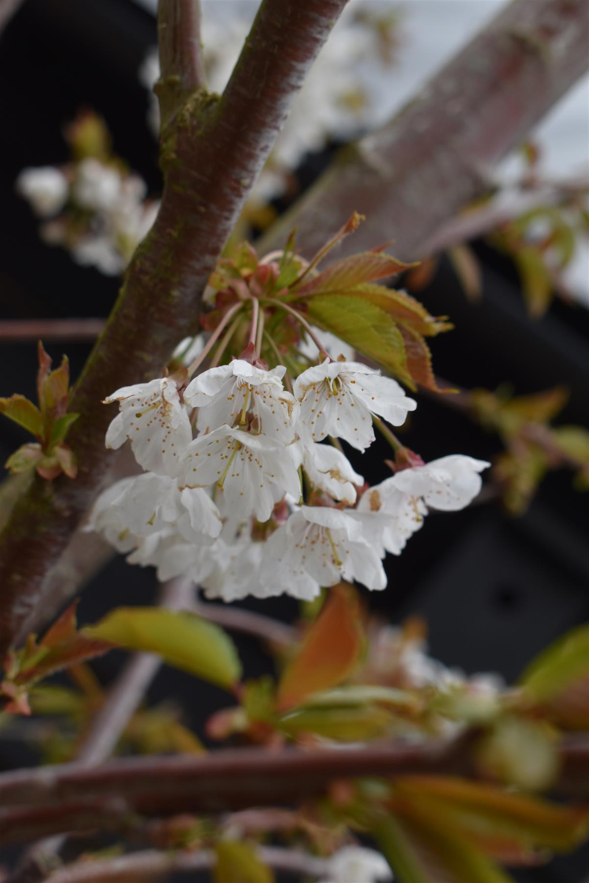 Prunus avium | Wild Cherry Mature Tree - Clear Stem - Girth 20cm - 420-450cm, 50lt