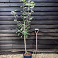 Apple tree 'Cox Orange Pippin' | Malus domestica - M26 - Dwarfing - 150-160cm - 10lt