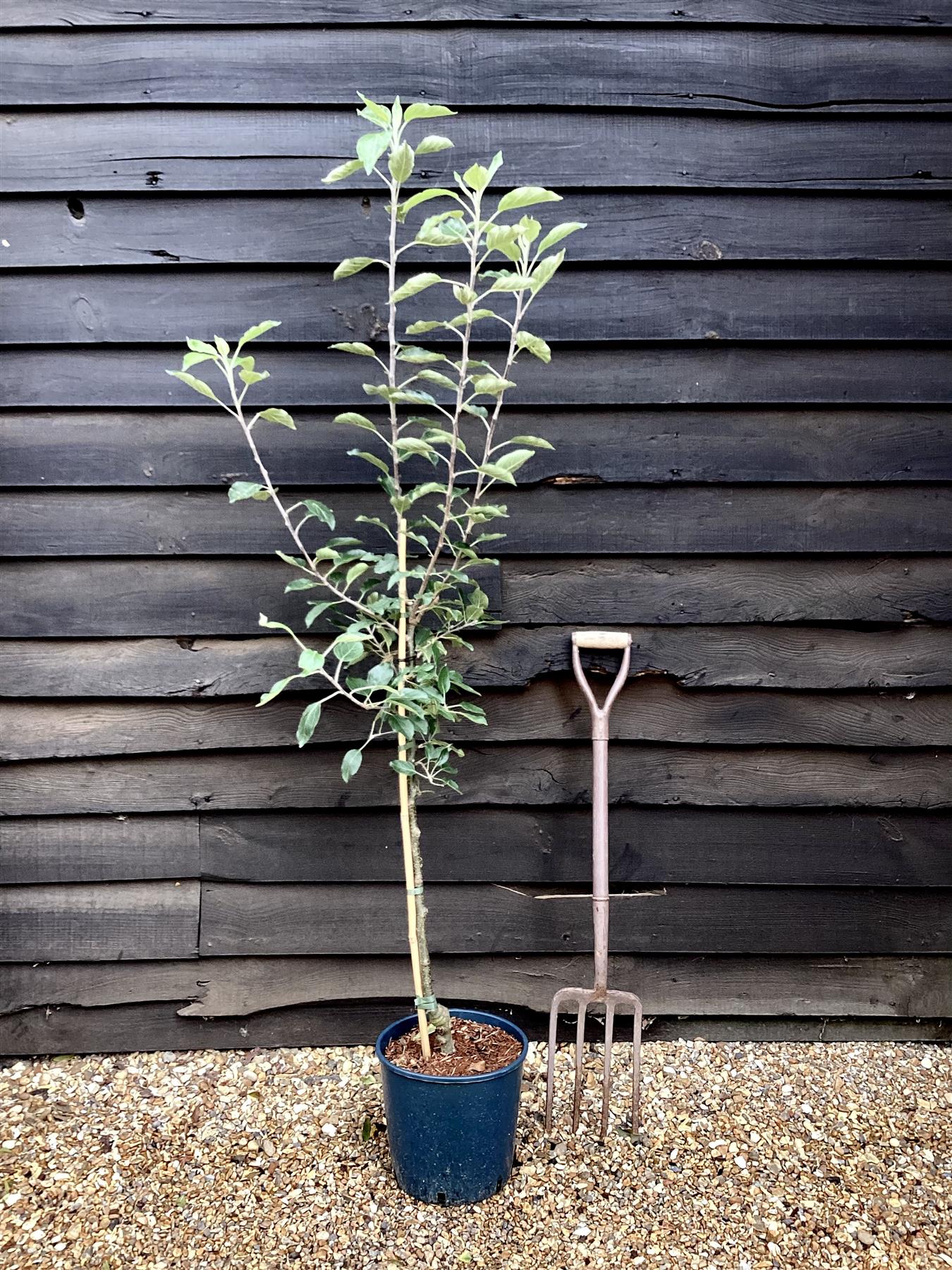 Apple tree 'Cox Orange Pippin' | Malus domestica - M26 - Dwarfing - 150-160cm - 10lt