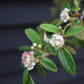 Cotoneaster 'Hybridus Pendulus' | Weeping Cotoneaster - 150-180cm, 10lt