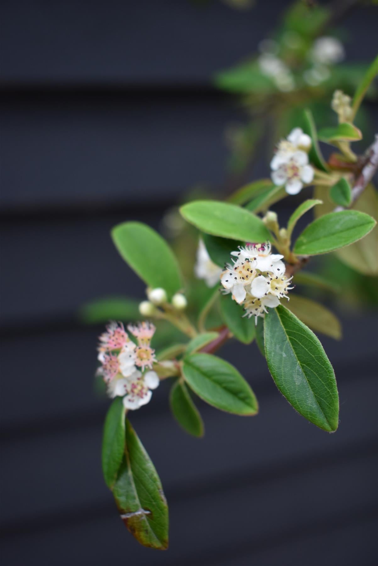 Cotoneaster 'Hybridus Pendulus' | Weeping Cotoneaster - 150-180cm, 10lt