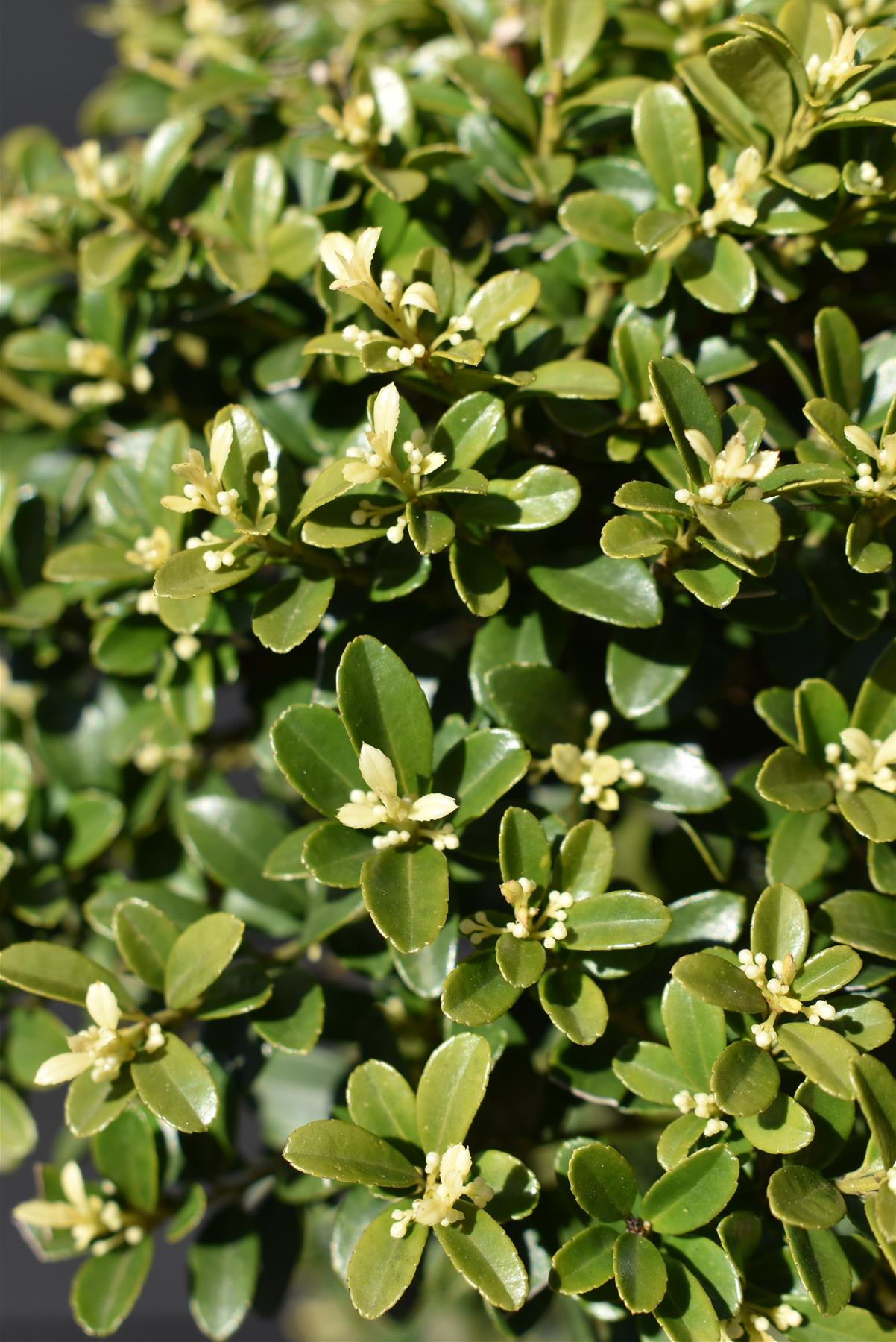 Ilex crenata 'Kinme' | Japanese Holly 'Kinme' - Cloud - Bonsai - 120cm - 18lt