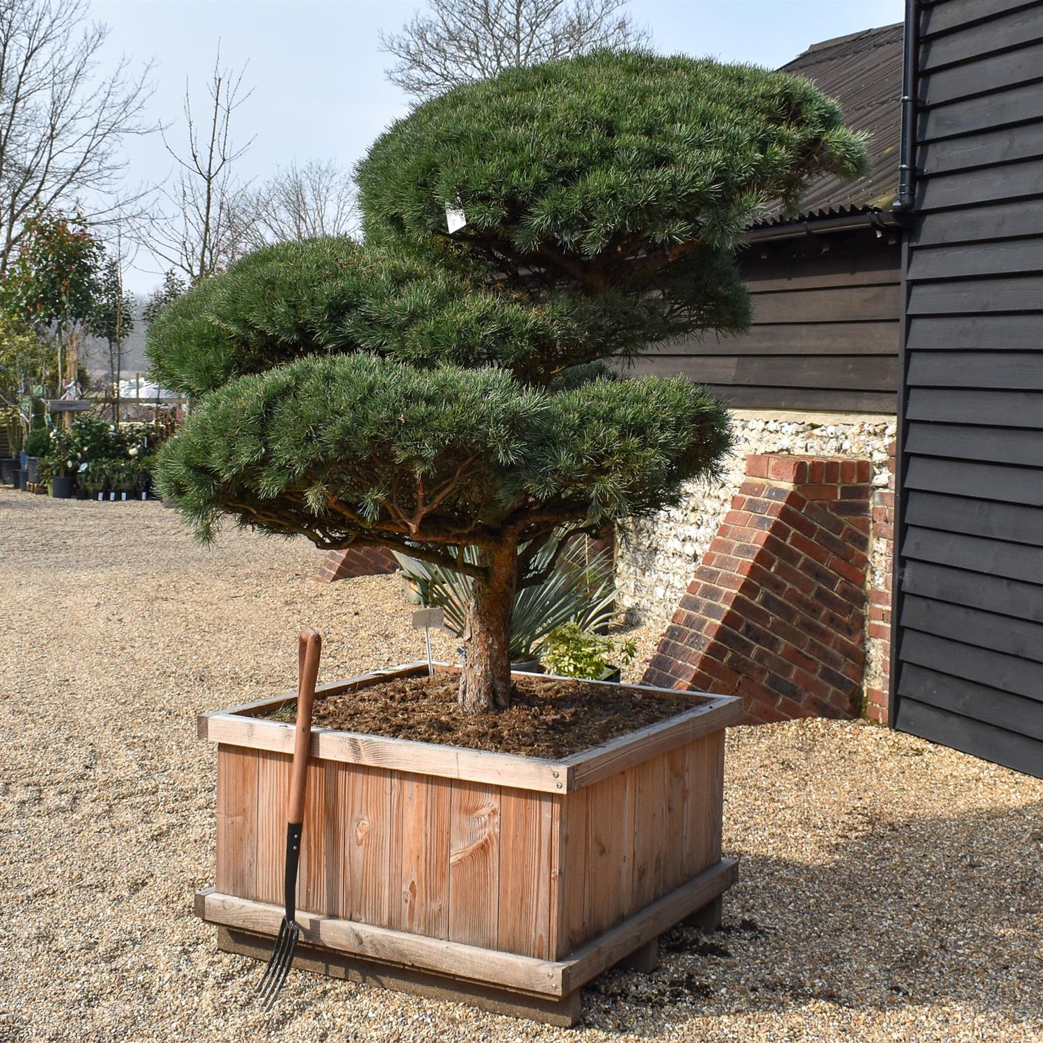 Pinus sylvestris 'Watereri' - Cloud Bonsai - Specimen 2 - Height 190cm - Width 180cm - Wooden Box 115 x 115cm - 800lt