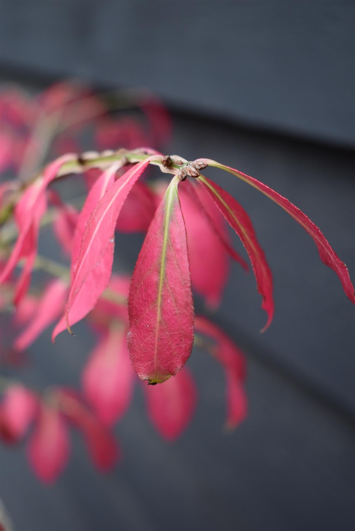 Euonymus alatus | Winged Spindle Tree - 100-130cm, 20lt